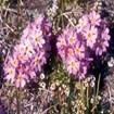 A species of plant found on both sides of the Bering straight.  