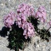 A new species of plant. 