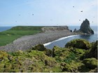 rocky shore with birds flying around and Castle Rock in the background