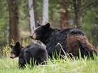 bear and cub