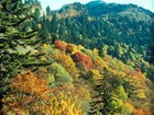 Orange, yellow and green foliage on a mountainside