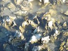 oyster bed