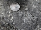fossil corals in a rock matrix