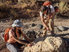 two people working on a fossil
