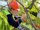 Woman in hard hat in tree taking sample of plant specimen