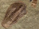 Photo of a trilobate fossil.
