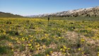 A person walks through a field of yellow flowers.