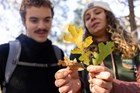 People look at oak leaves turning color.
