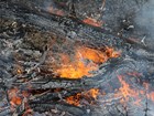 Flames consume downed limb and dry vegetation on the ground.