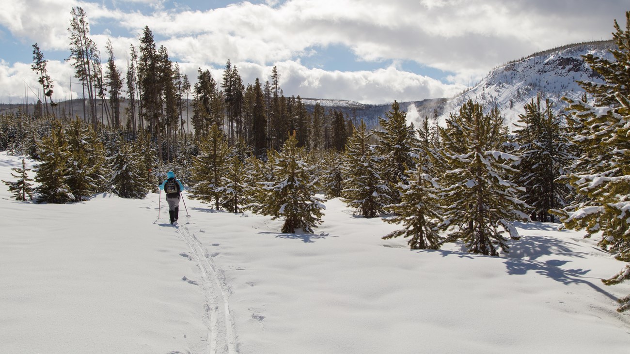 A skier travels through a young forest towards a steaming thermal basin.