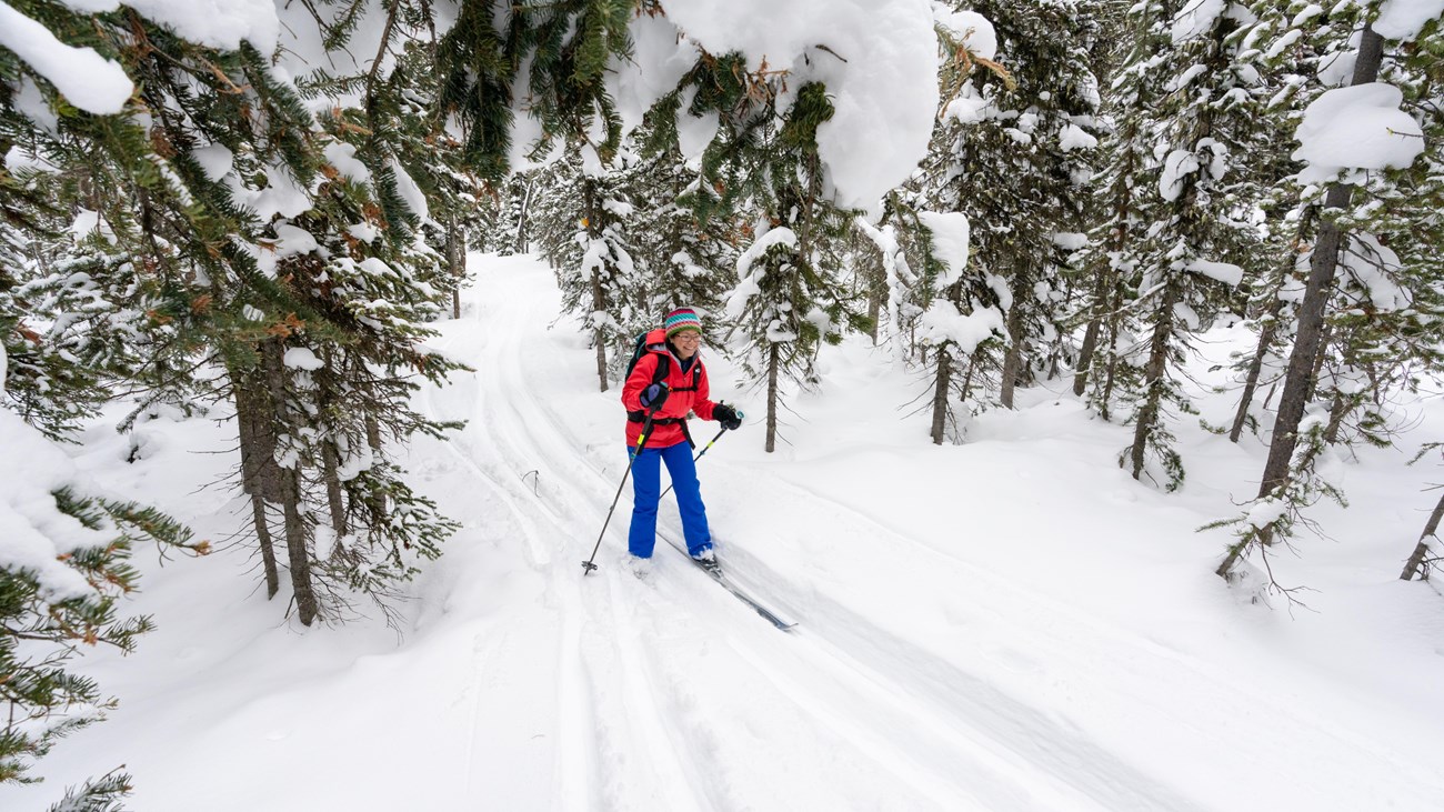 A cross-country skier smiles as they travel downhill along a trail through a forest.