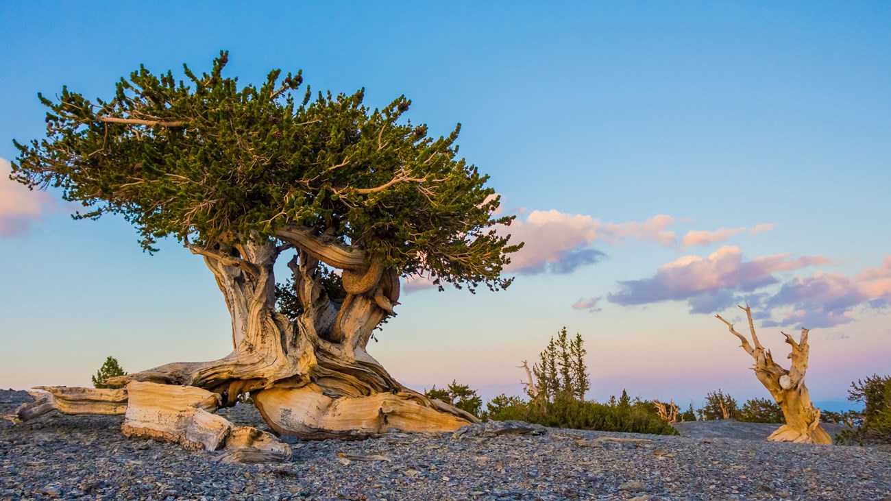 Bristlecone pine tree with wide green canopy with a light blue and pink sky in the background.