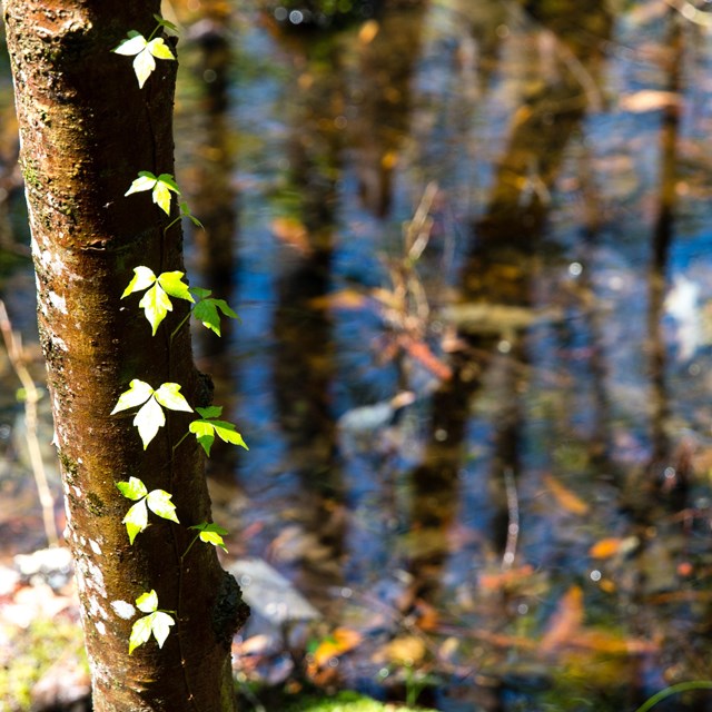 Wetlands