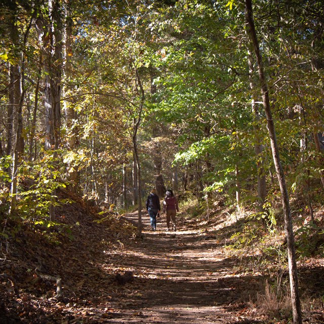 A road covered with fallen leaves, leads through a tree-tunnel.