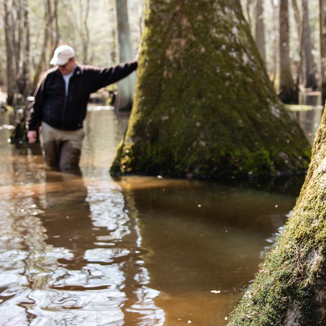 person leans against big cypress tree in swamp