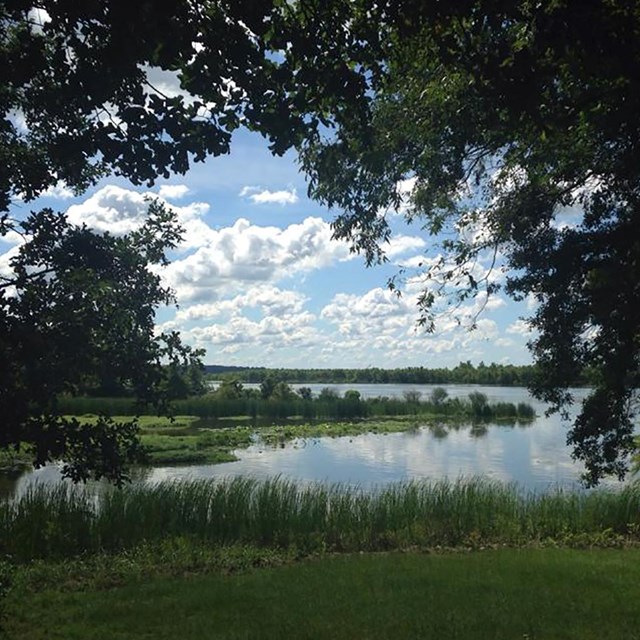 Overhanging tree branches frame a shrub covered marshy river shoreline.