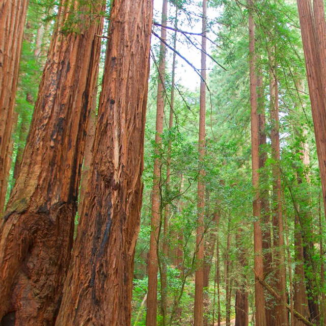 redwood trees