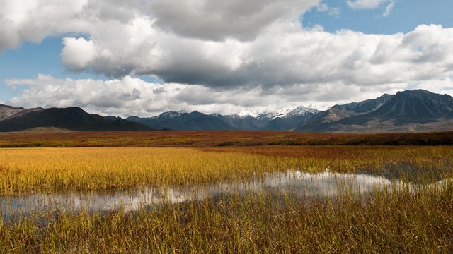 View looking out over wetlands at Denali National Park.