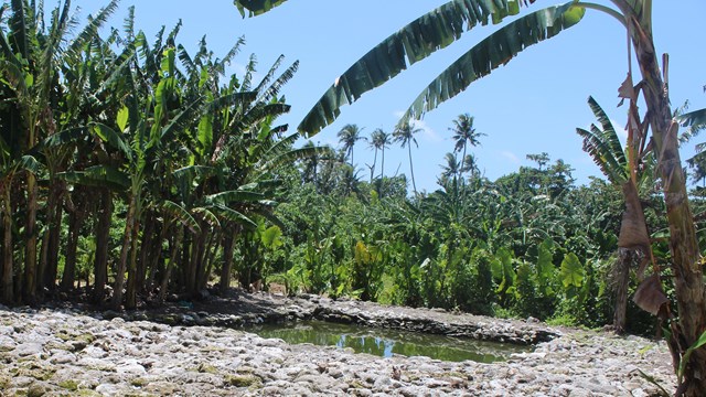 dense vegetation surrounds pool of water in the ground