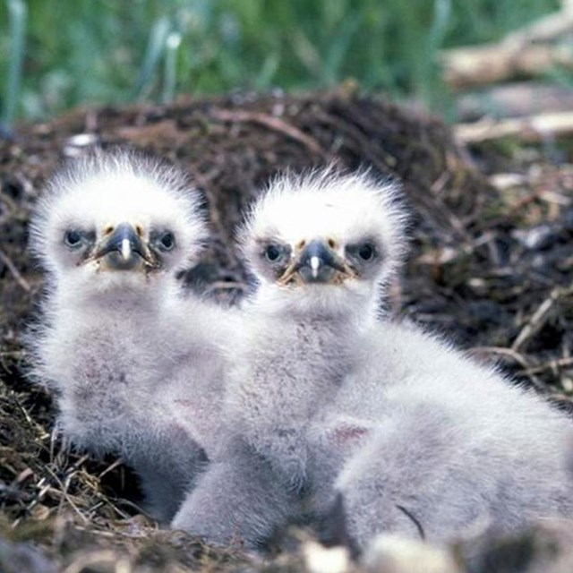 two fledgling ospreys