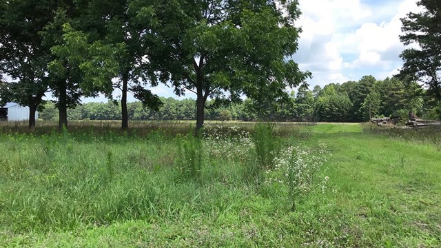 A field of tall grass and trees sits in between a white clapboard shed and pi