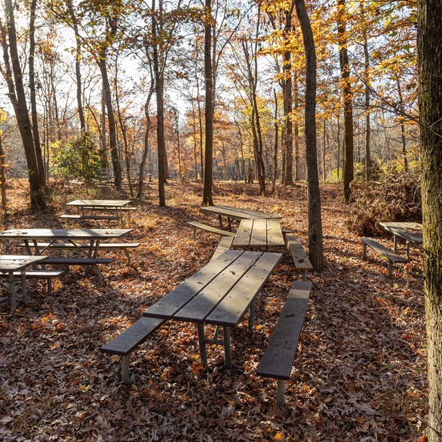 Picnic tables among autumn leaves.