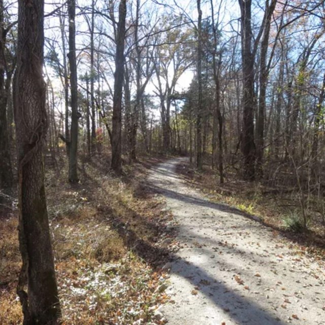 wooded area, trail running between trees