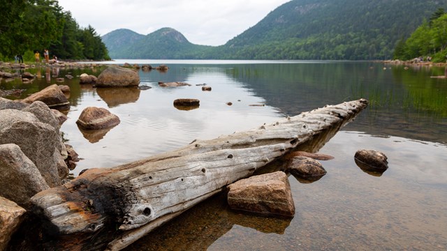 Log leading out into pond with rocks