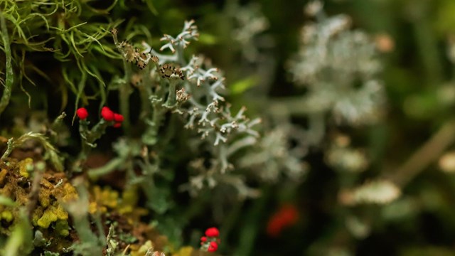 silver lichen among a bed of green moss