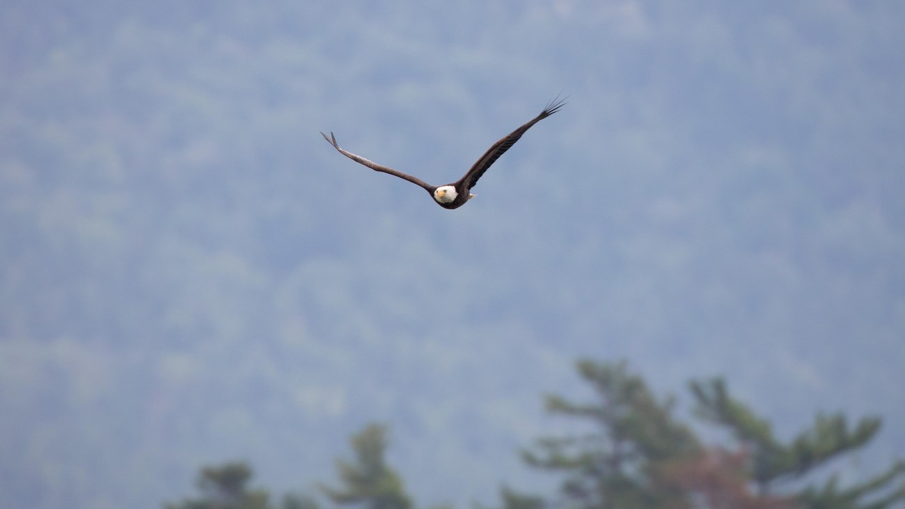 A bald eagle flying