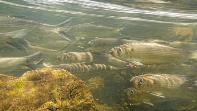 Alewives swim upstream.