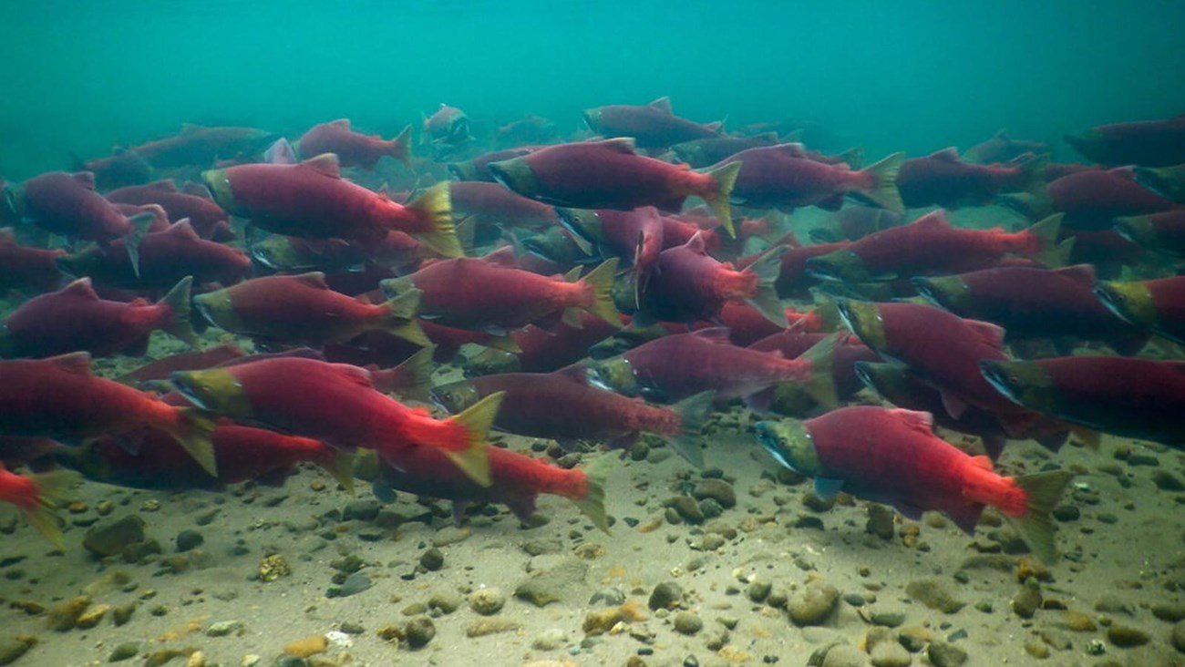 Sockeye salmon in spawning colors.