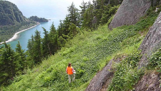 A hiker walks a steep vegetated slope above a fjord, next to a rocky cliff.