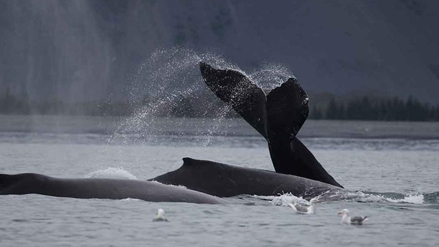 an image of three humpback whales