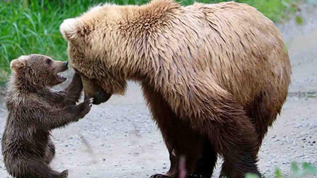 A sow and cub grizzly bear