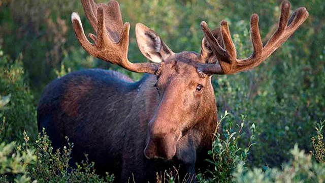 A large bull moose