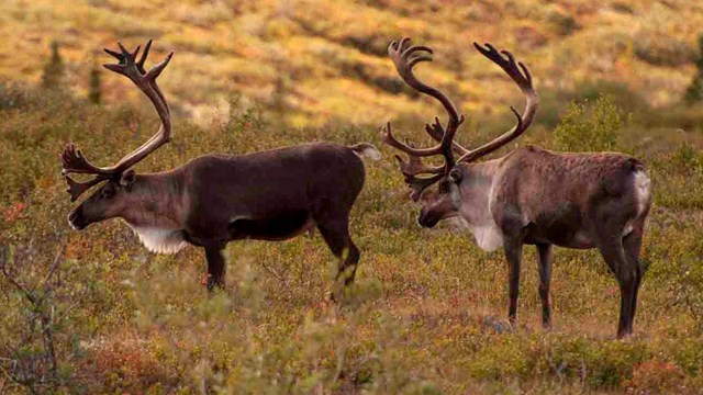 Two bull caribou in fall.