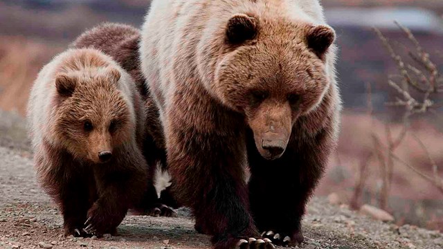 A sow and her cubs.