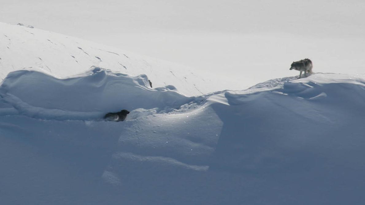 wolves in snow drifts