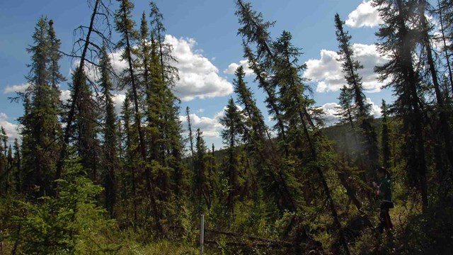 A "drunken forest" with trees leaning due to permafrost melt.