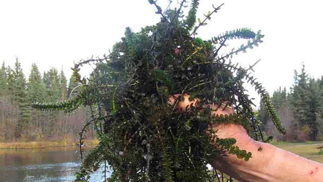 A handful of Elodea