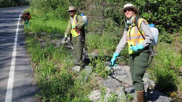 A crew spraying dandelions.