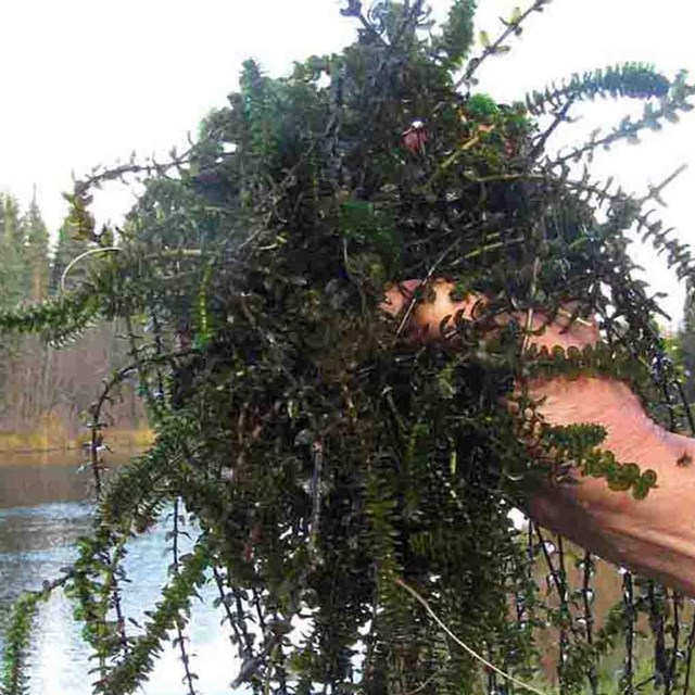 A handful of Elodea, an invasive aquatic plant.