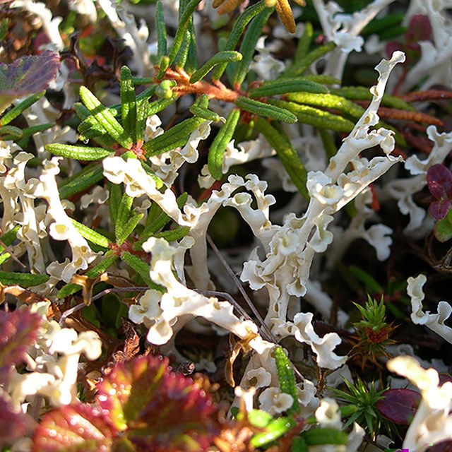 Colorful mix of lichens and small plants.