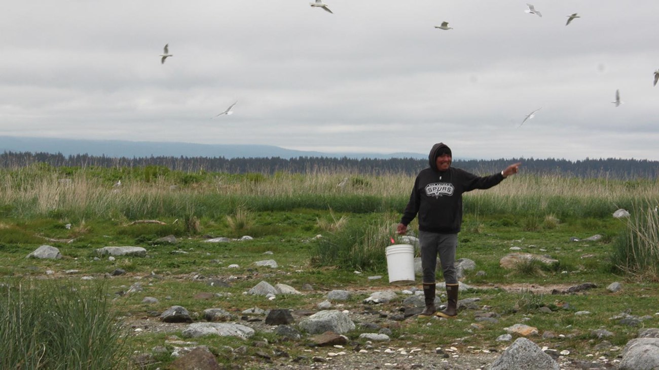 An egg collector on the coast surrounded by gulls/
