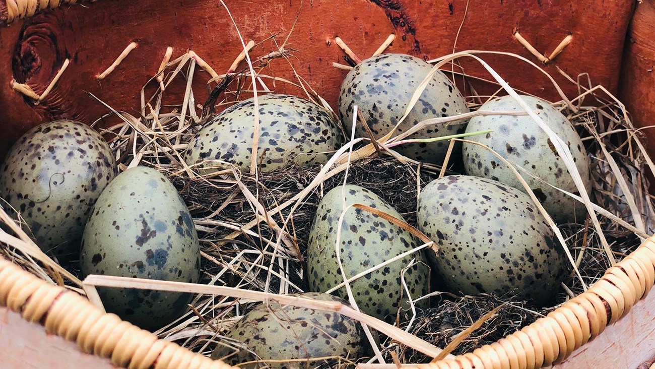 A basket of eggs.