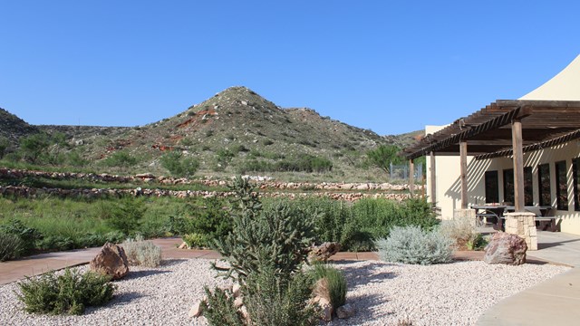 Cacti growing in the garden outside of the Alibates Visitor Center.