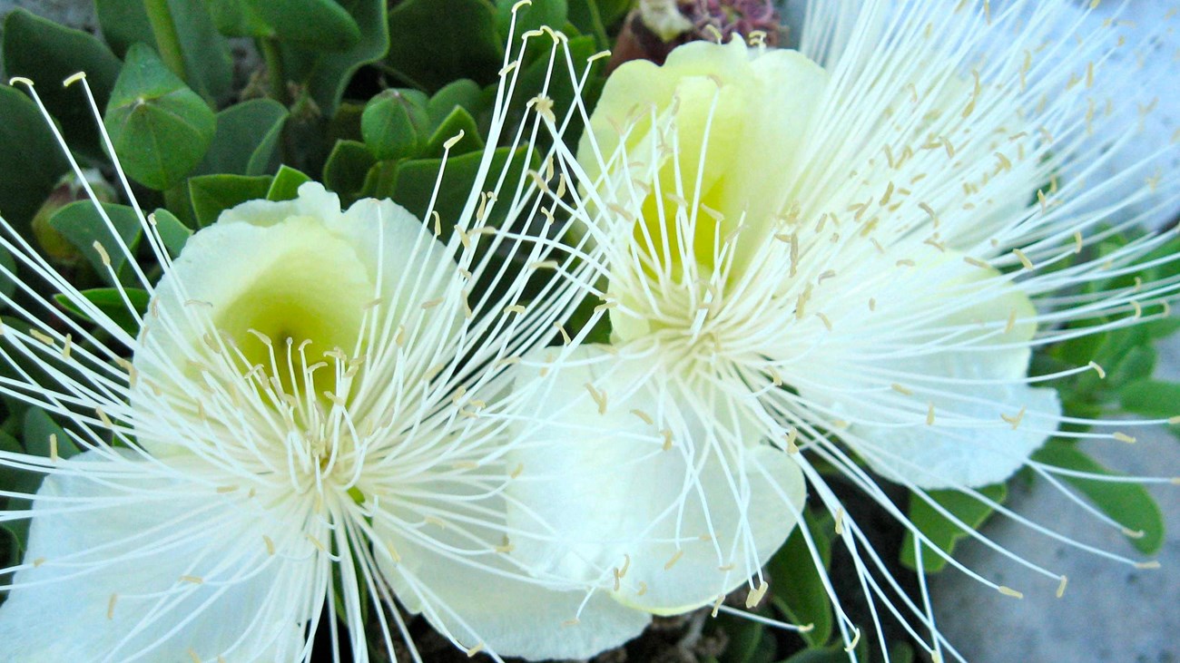 Native flowers in bloom