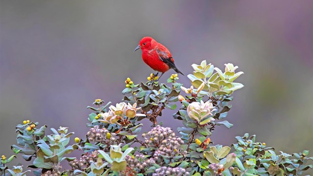 Red bird perched on vegetation
