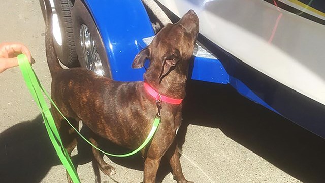 Mussel-sniffing dog inspecting a boat at Amistad boat ramp.